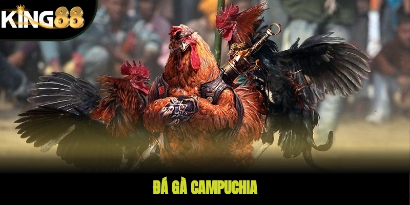 Đá Gà Campuchia KING88 – Giải Trí Kịch Tính, Minh Bạch
