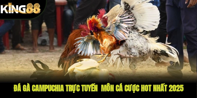 Đá gà Cam trực tuyến - Môn cá cược  hot nhất 2025