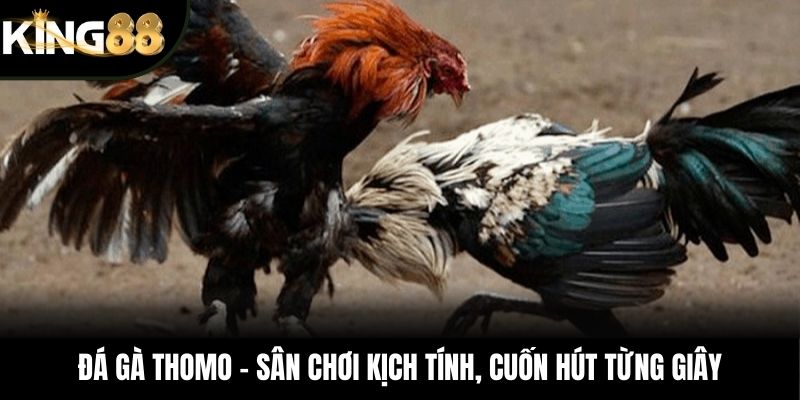 Đá Gà Thomo – Sân Chơi Kịch Tính, Cuốn Hút Từng Giây
