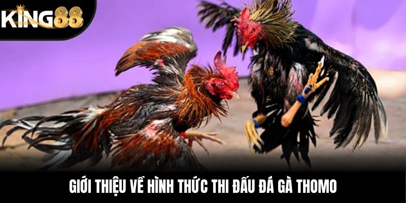 Giới thiệu về hình thức thi đấu đá gà Thomo