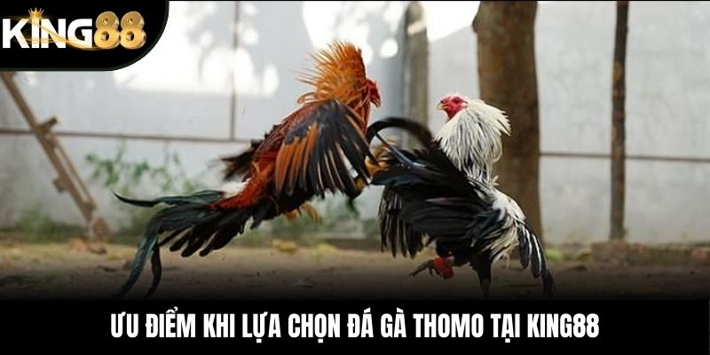 Ưu điểm khi lựa chọn đá gà Thomo tại King88